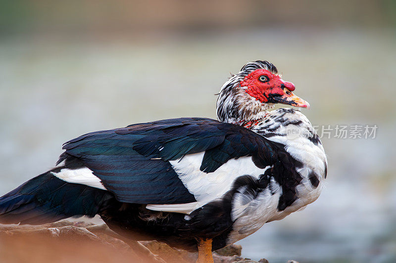 贻贝鸭子(Cairina moschata)